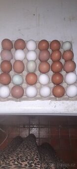 Domácí vejce