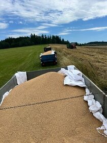 Pšenice a ječmen