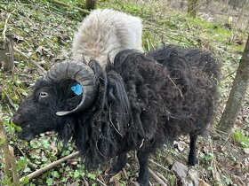 Beran - Ouessantská ovce