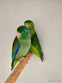 Papoušek brýlatý- chovný pár