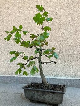 Bonsai, Bonsaj, jamadori, javor babyka