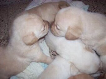 Labrador - 1