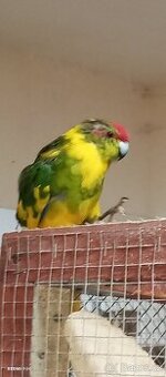 Kakarik