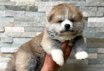 Akita Inu s průkazem původu FCI & AKIHO - 1