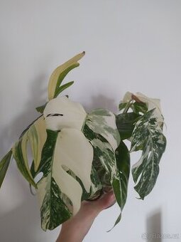 Monstera Albo Variegata