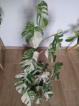 Monstera Albo Variegata