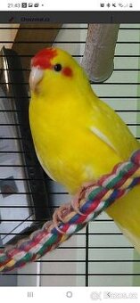 Kakariky  par
