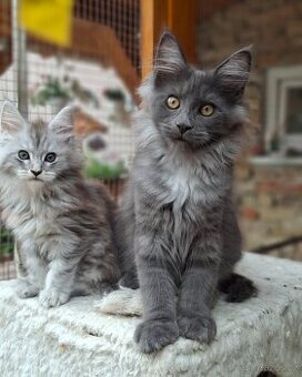 Maine coon, mainska myvalia s PP