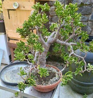 Tlustice - bonsai - Stáří cca 45 let