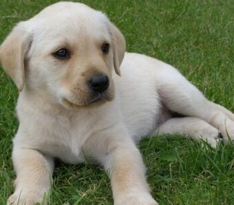 Labrador