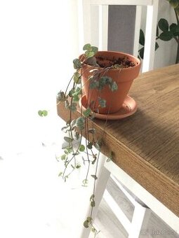 Svícník/Ceropegia woodii