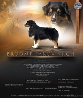 Austrálsky ovčák/krytie/