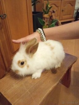 Zakrslý králíček