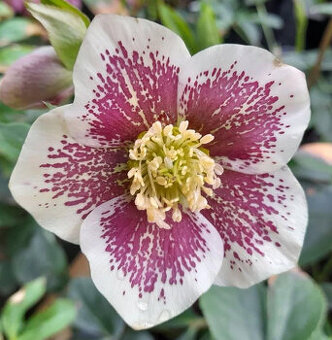 Čemeřice PRETTY ELLEN SPOTTED