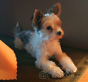 Jorkšírský teriér - krytí