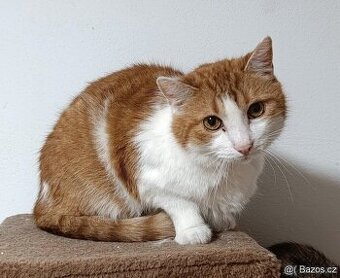 Kocourek Bruno hledá nový domov