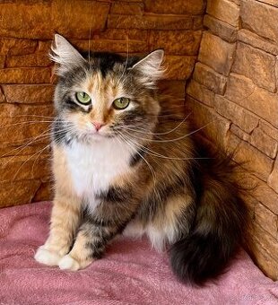 Sibiřská kočka a kocour 1,5 roku s PP