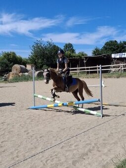 Welsh pony do sportu