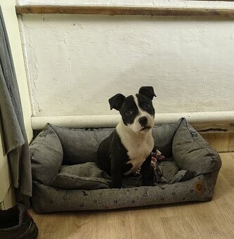 Stafordšírský Bulteriér - 1