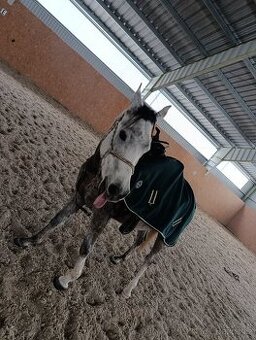 Arabský plnokrevník valach