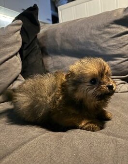 Yorkširsky teriér X