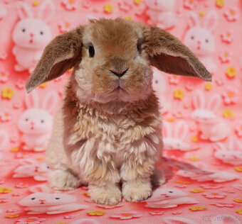 Zakrslí rex beránci s VP .