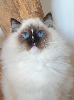 Ragdoll kocourek s PP