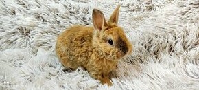 Zakrslý králík, králíček (REX) - BUFFY