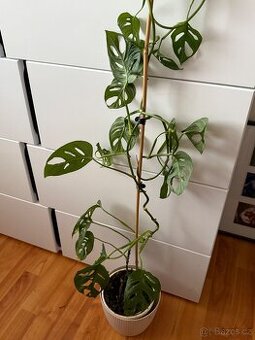 Monstera Monkey Mask Adansonii celá rostlina