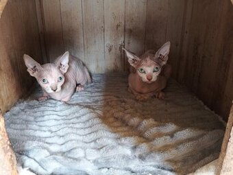 Sphynx koťátka