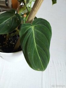 Philodendron Melanochrysum