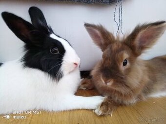🐰🐰 Daruji pár zakrslých králíků – Leo a Lilu + klec a přís