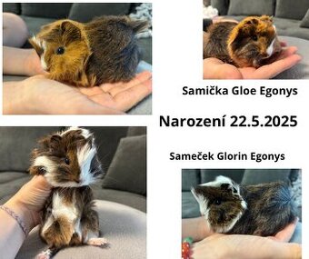 Morče peruánec - samička, sameček