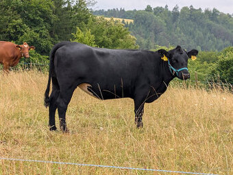 Prodám jalovici 75% Aberdeen Angus