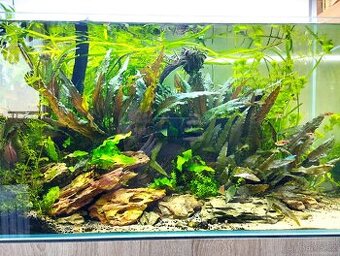 Prostřih akvarijních rostlin - 1