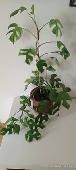 Monstera minima