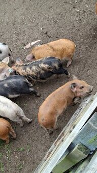 kune kune