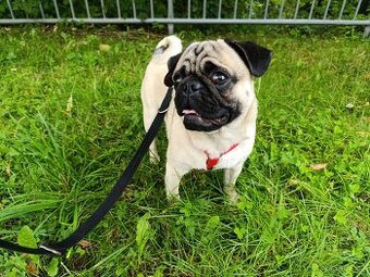 Hledáme fenku pro krytí - MOPS