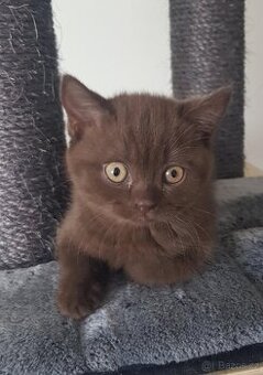 Krasna britská kratkosrstna koťata