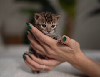 Bengálská hnědá kočička s PP