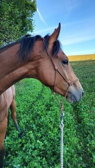 🐴 Na prodej – mladý valach s milionovou povahou 🐴 - 1