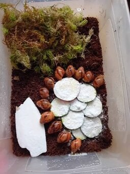 Africký  šnek Archachatina Marginální  suturalis