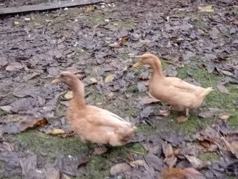 Kačeři kachny sazke