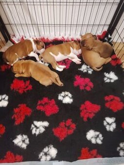 Štěňátka stafordšírský bulteriér s PP