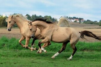 Dva krásní 4 letí kluci KK