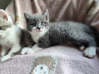 Britská koťátka modrá bicolor
