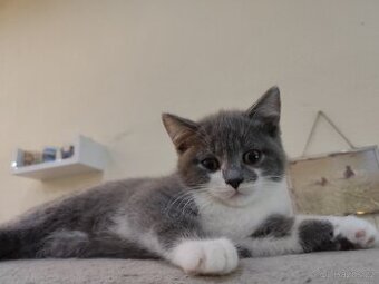 Britská koťátka modrá bicolor