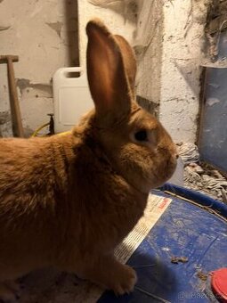 Burgundský králík