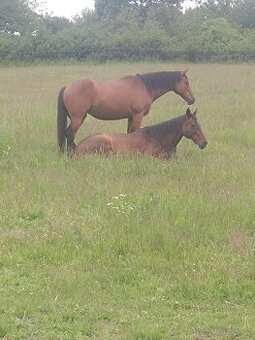 Společníci ke koním s obrovským srdcem
