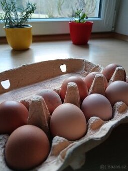 Prodej bio domácích vajec 5kč za ks